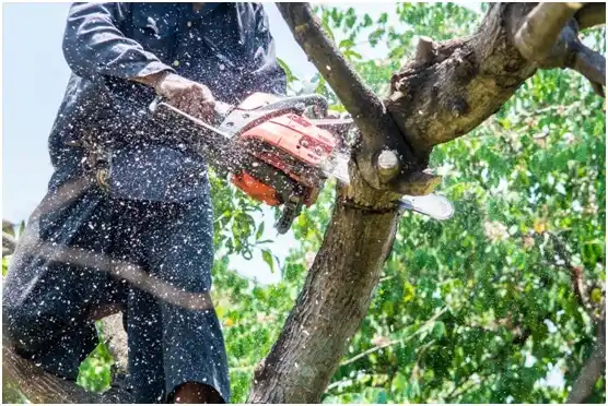 tree services Johnson City